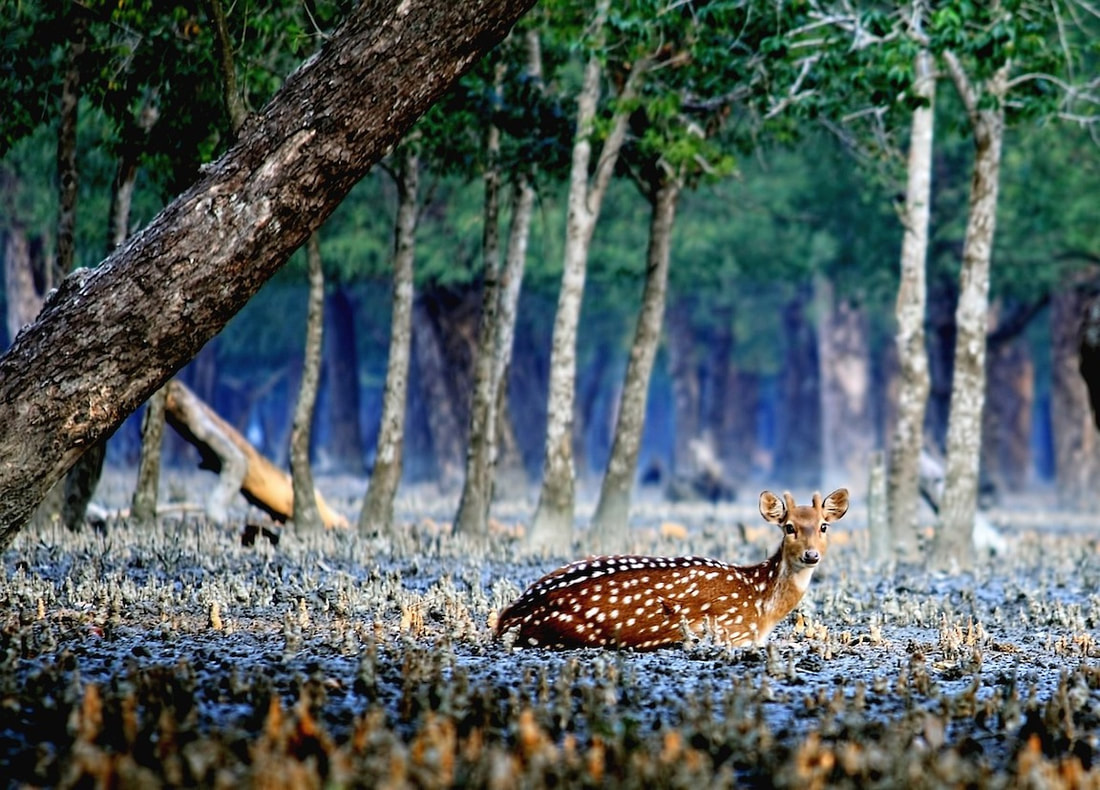 Inhabitants of Sundarban- Deer